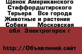 Щенок Американского Стаффордштирского Терьера - Все города Животные и растения » Собаки   . Московская обл.,Электрогорск г.